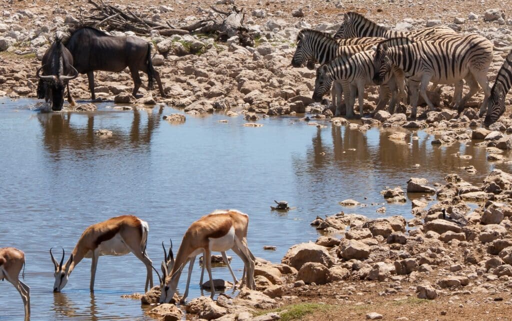 Watering hole