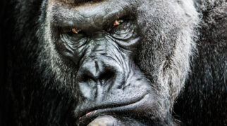 Frontal Portrait of Western Lowland Gorilla