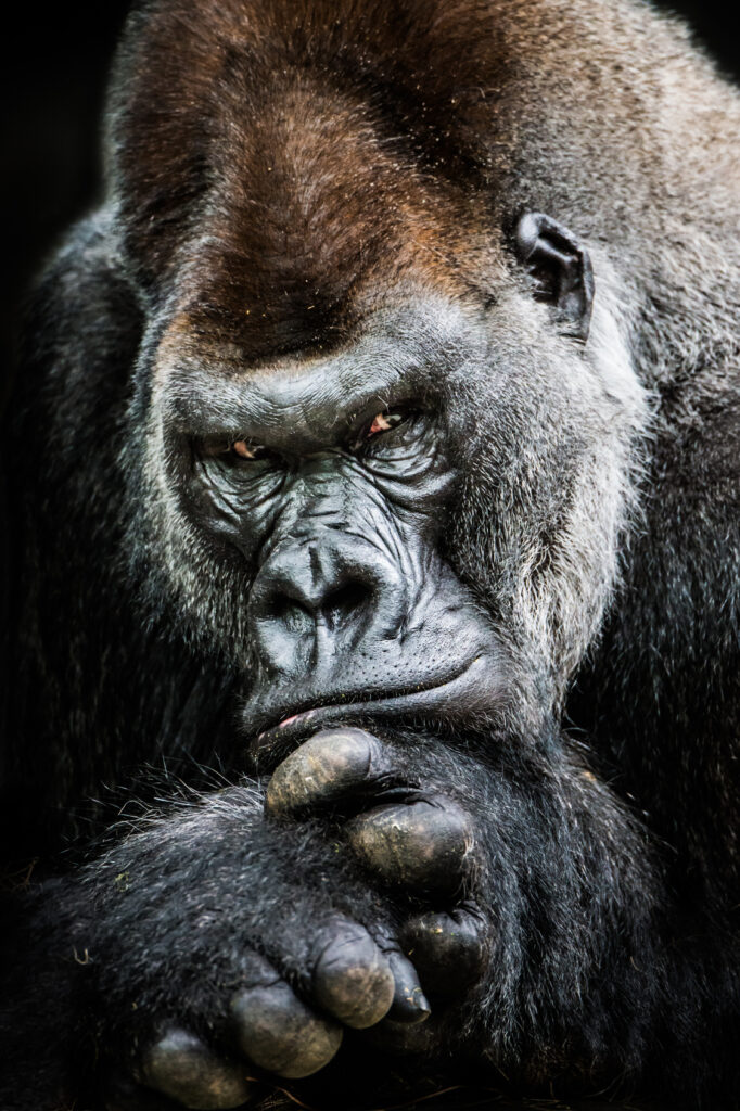 Frontal Portrait of Western Lowland Gorilla