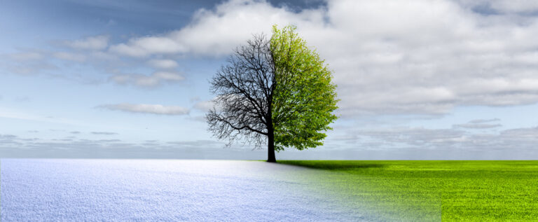 Yokogawa Picture of a tree spring and winter season