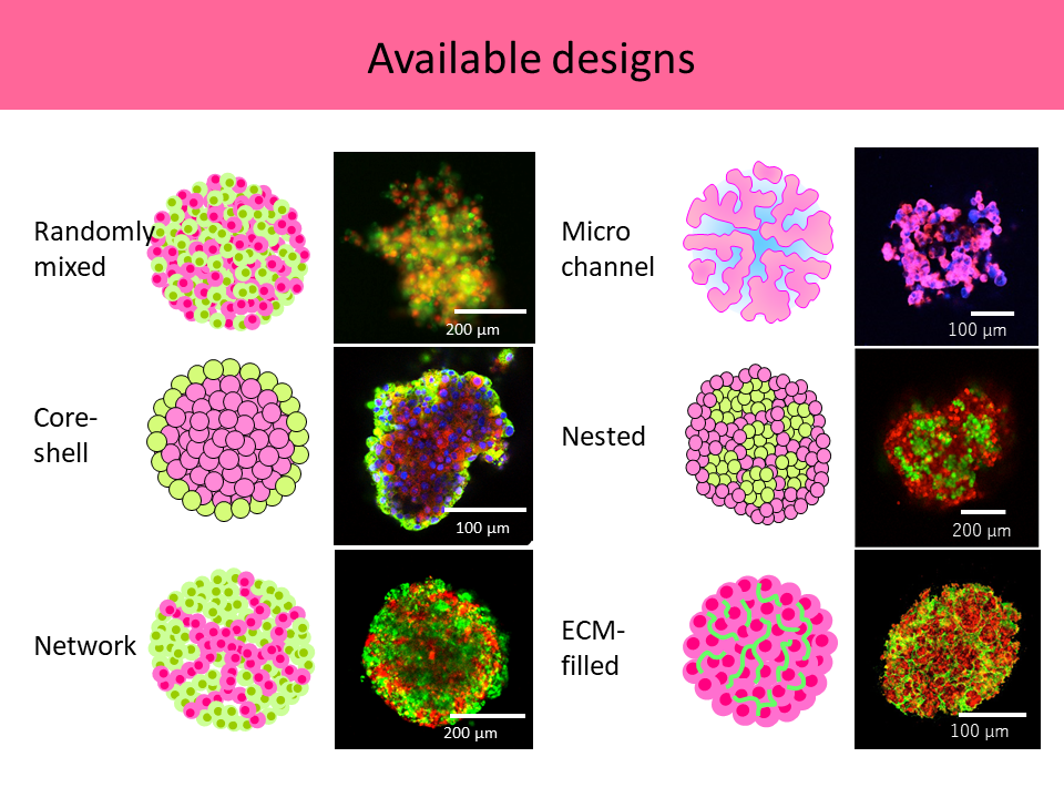 Figure 1. Available designs of spheroids. Our methods enable to produce various types of spheroids composed of different cells or materials with microstructure.