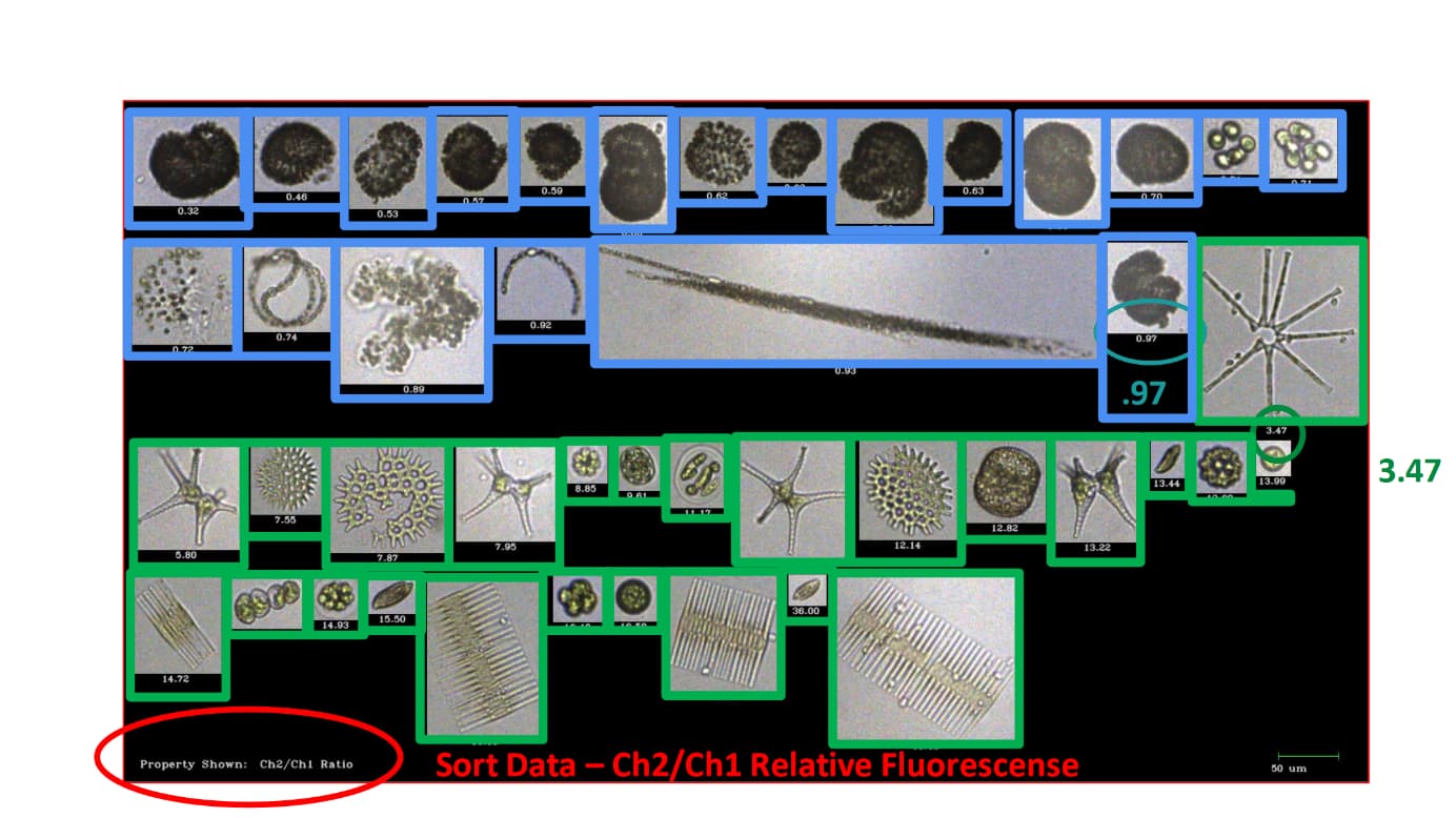 cyanobacteria images