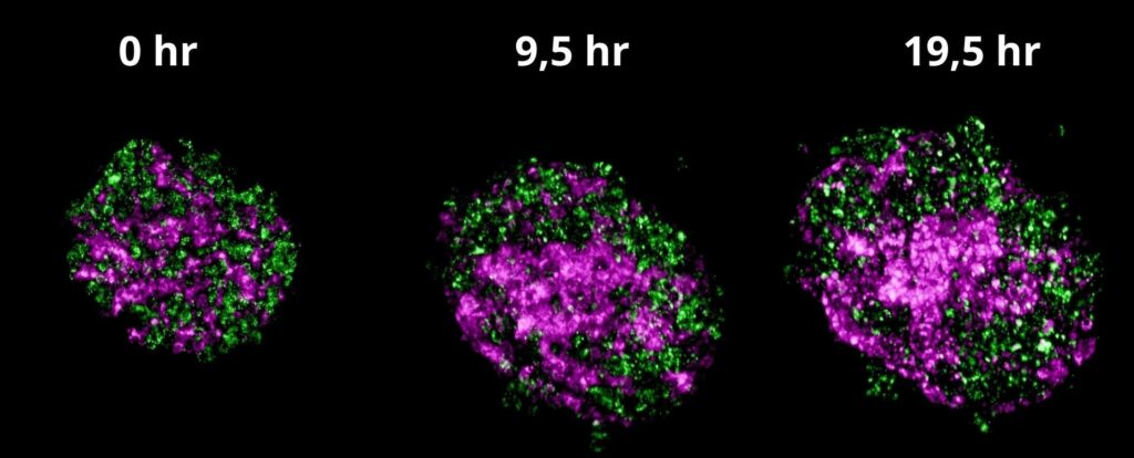 Representative spheroid images (max intensity projection) at 0, 9.5 and 19.5 hours of the time-lapse assay. Two different types of cells, HepG2 cells (green) and HUVECs (magenta) which were initially random, are observed to self-organize with network.