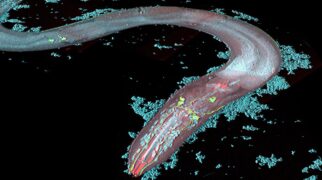 n-nose nematodes fluorescence microscope confocal laser scanning