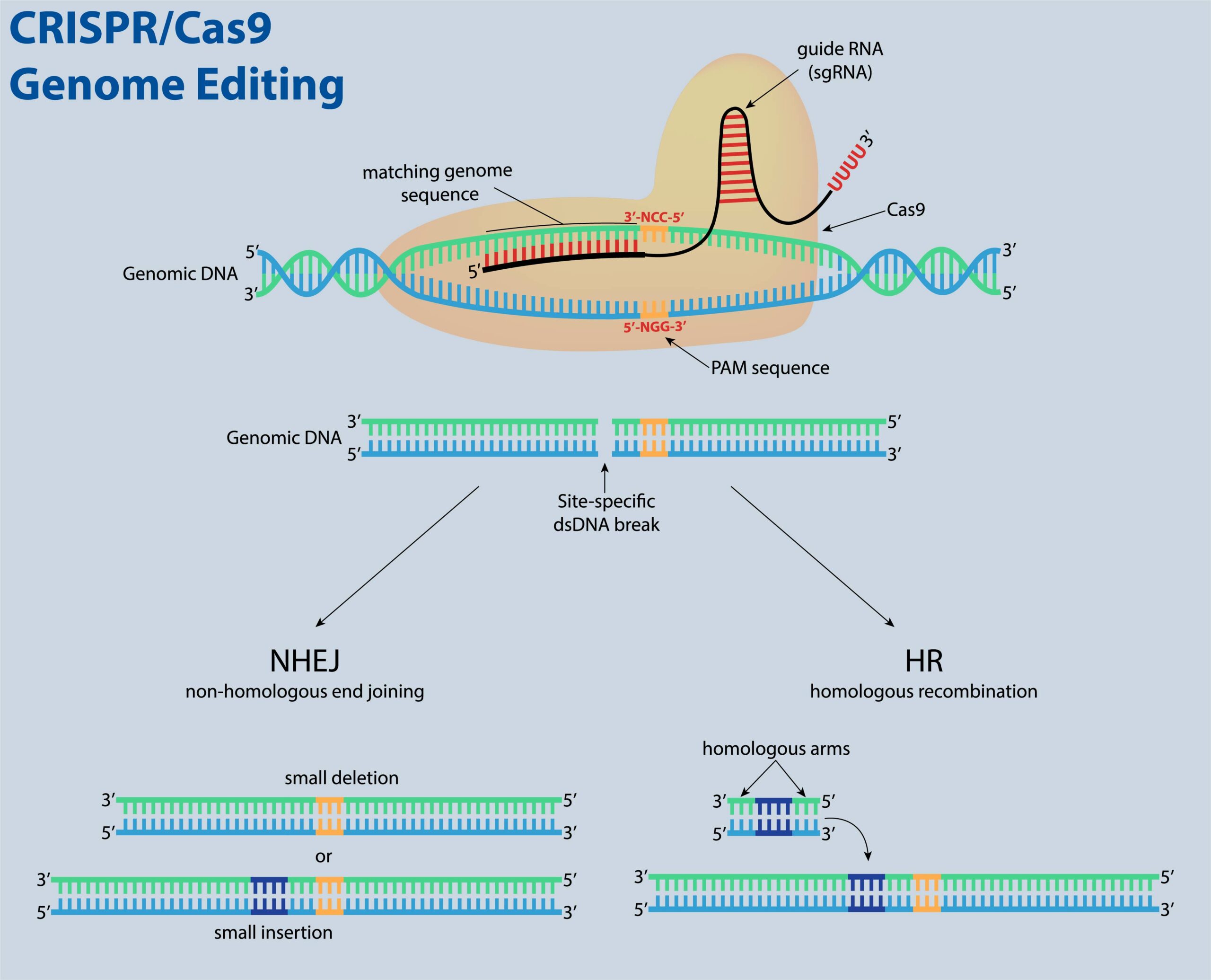 single-cell injection CRISPR