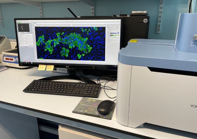 virus entry CellVoyager CQ1 in Yamauchi lab 