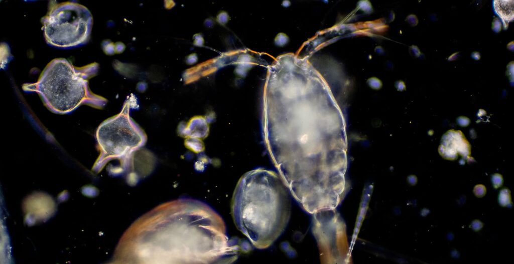 YFT zooplankton
