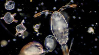 YFT zooplankton