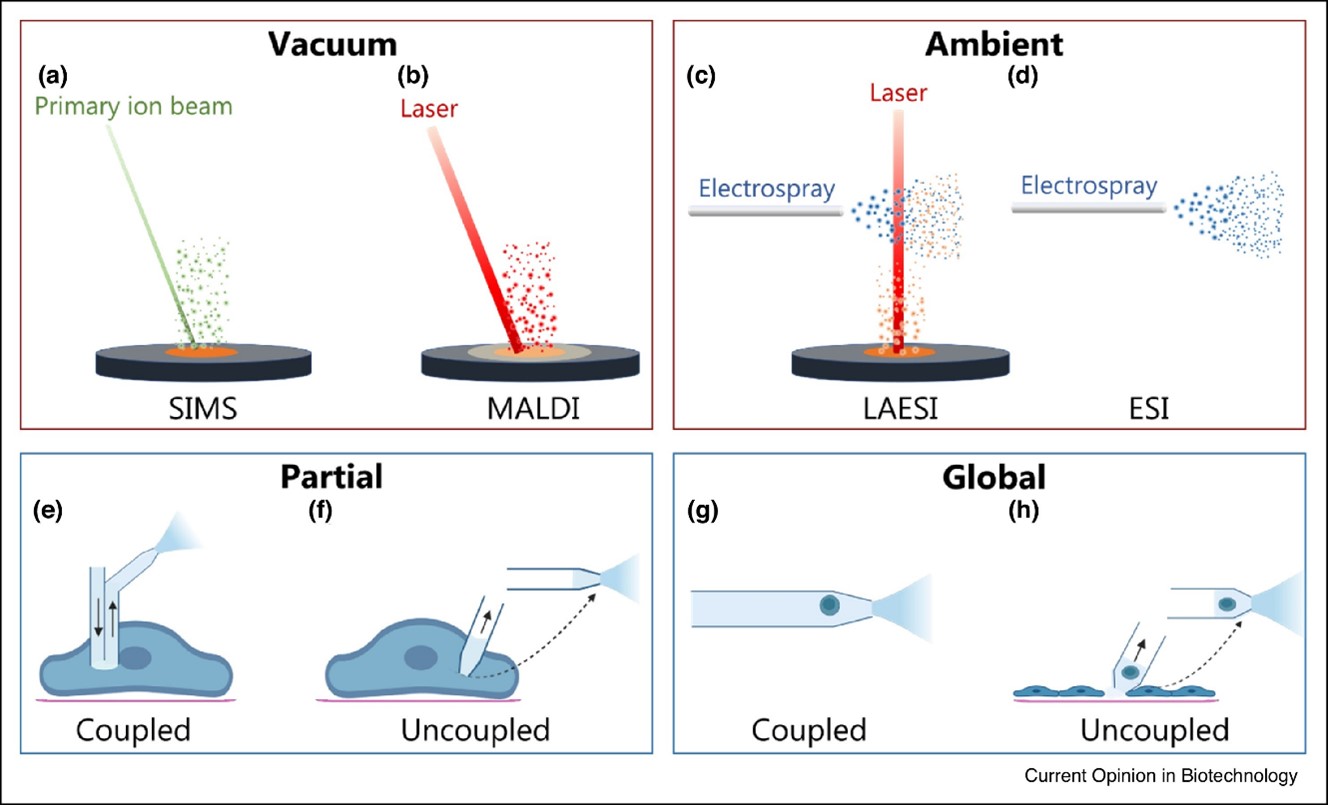 Sampling and ionization strategies for single cell metabolomic studies 