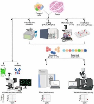 Overview of single-cell proteomics technologies -metabolomics
