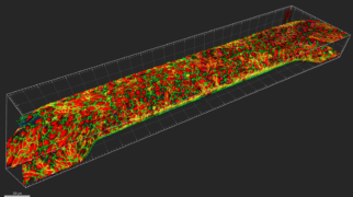 3D reconstruction of a matured human iPSC-derived brain endothelial microvessel. Florescence staining of Tight-junctions (ZO-1) in green and cytoplasm/nucleus in red (Cellmask). Image acquisition of microvessel (2200 m in length, 300 µm in width and 220 µm in height) was performed by using a 20x air long working distance objective, CellVoyager CV8000, Yokogawa.
