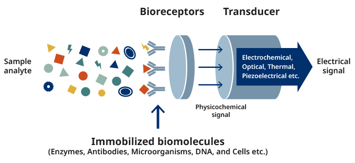 Biological sensors detect the substances using biological property that emit electrical and optical signals.